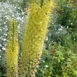 Eremurus stenophyllus Flower