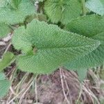 Phlomoides tuberosa 叶
