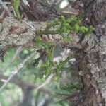Arceuthobium oxycedri Leaf