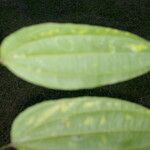 Lunania mexicana Leaf