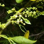 Phoradendron piperoides