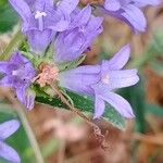 Campanula glomerata Flor