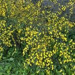 Cytisus arboreus Hábito