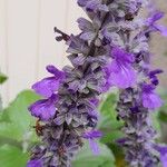 Salvia farinacea Квітка