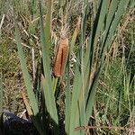 Typha orientalis 整株植物