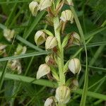 Orchis anthropophora Blüte