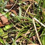 Carex pyrenaica Habitat