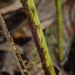 Olfersia cervina Bark