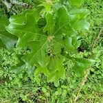 Quercus stellata Leaf