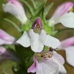 Bellardia trixago Flower