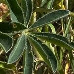 Lupinus albus Hoja