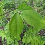 Staphylea trifolia Leaf