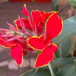 Canna × generalis Flor