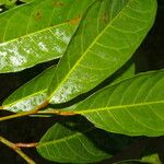 Clarisia biflora Yaprak