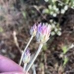 Xeranthemum inapertum Blomma