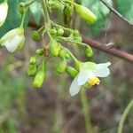 Cardiospermum grandiflorum Fleur