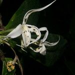 Randia genipoides Квітка