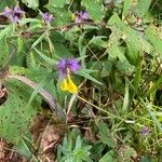 Melampyrum subalpinum Flor