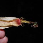 Piptostigma oyemense Çiçek