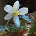 Begonia foliosa फूल