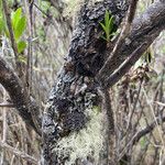 Baccharis prunifolia Bark