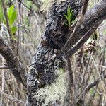 Baccharis prunifolia Écorce