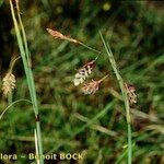 Carex magellanica Arall