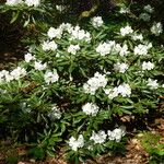 Rhododendron hyperythrum Alkat (teljes növény)