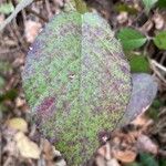 Rubus macrophyllus Blad