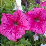 Petunia × atkinsianaFlower