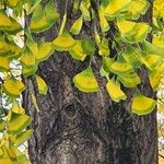 Ginkgo biloba Schors