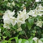 Bougainvillea × buttianaFiore