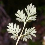 Corydalis flavula Leaf