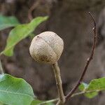 Khaya anthotheca Frukto