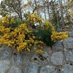 Cytisus galianoi Likasa
