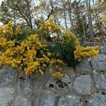 Cytisus galianoi Leaf