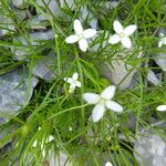 Moehringia muscosa Habit