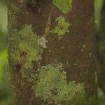 Abarema mataybifolia बार्क (छाल)