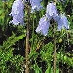 Campanula barbata Hábito