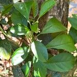 Cordia gerascanthus Blad