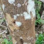 Cossinia pinnata Bark