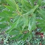 Myrica californica Leaf