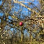 Crataegus laciniataFruit