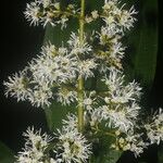 Miconia commutata Flower
