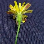 Hypochaeris achyrophorus Fleur