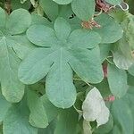 Tropaeolum peregrinum Blatt