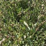 Atriplex portulacoides List