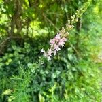 Linaria purpureaBlüte