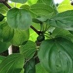 Rhamnus cathartica 叶