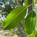 Sideroxylon foetidissimum Leaf